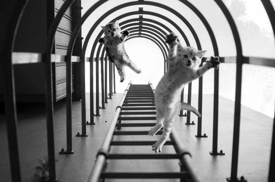FUNNY: Netizens React to Winning Photo of Photography Contest 10 Netizens React to Winning Photo of Photography Contest Thomas Lim