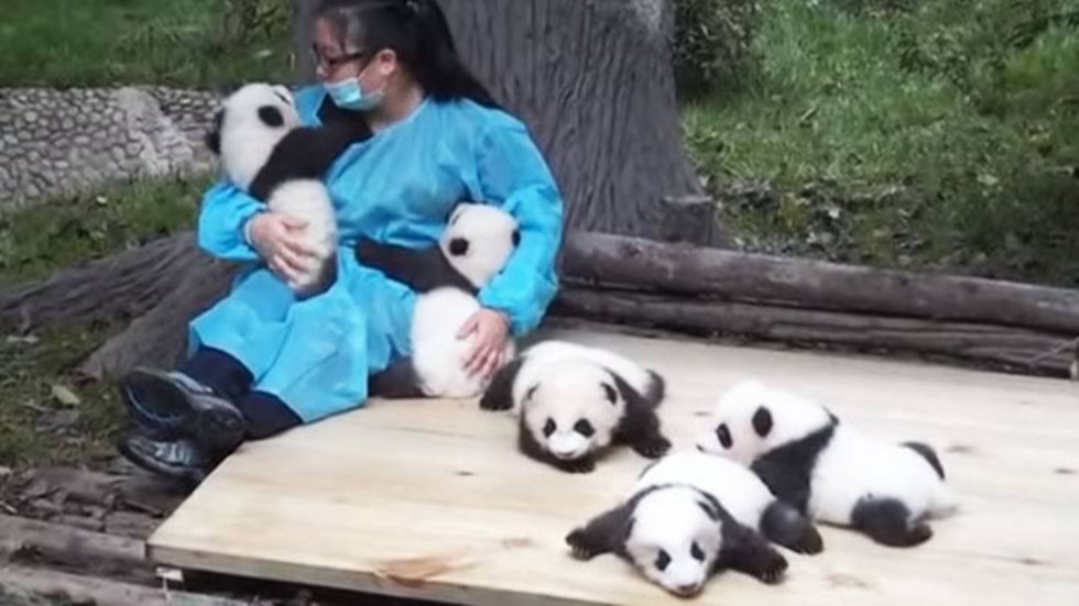 WATCH Professional Panda Hugger is a Real Job... and They Have Openings