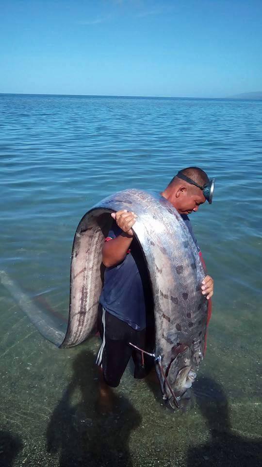 oarfish found in albay