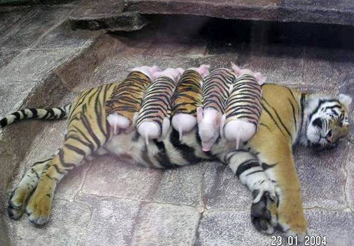 tiger and cubs