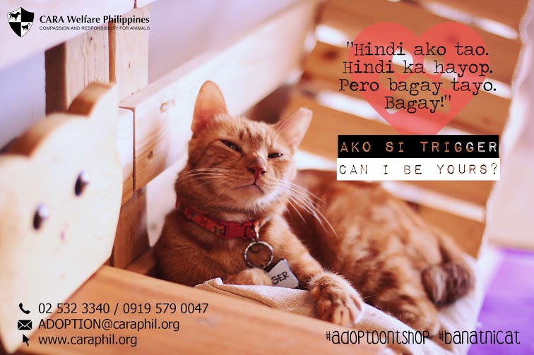 Banat ni trigger - Bagay Tayo - CARA - animal welfare in the Philippines - how to adopt a pet