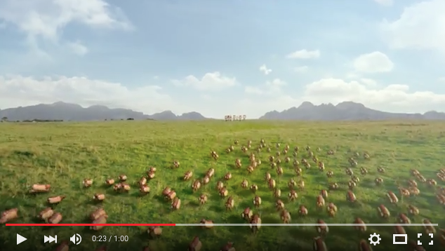 MUST WATCH: This Commercial Features Hotdog Doggies In Hotdog Buns! 2 HEINZ-HOTDOG3