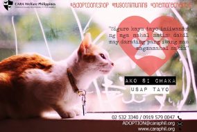 Hugot ni Chaka - CARA Welfare Philippines - animal welfare - how to a cat