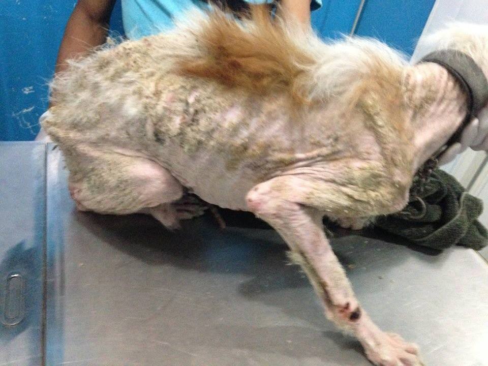 Leo, rescued dog, July 28 2014