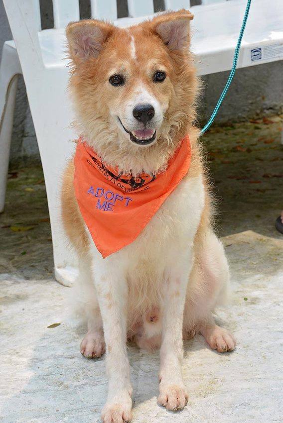 Leo, rescued dog, November 16 2015