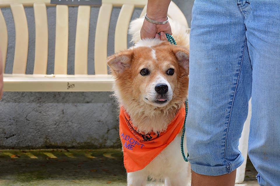 Leo, rescued dog, November 16 2015