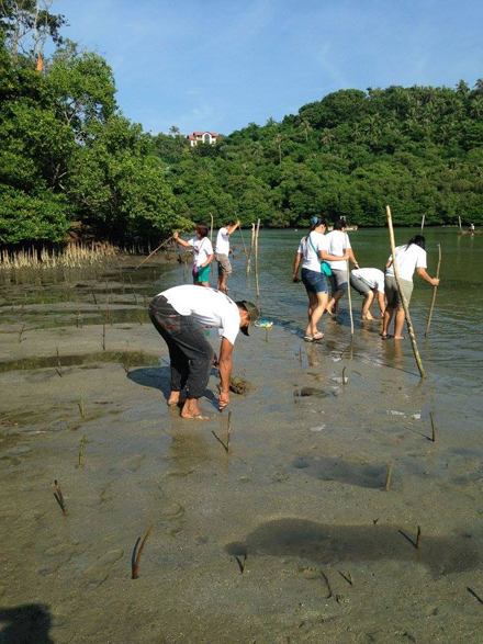 The Real #MalasimboMagic: Causes That Make Malasimbo More than Just a Music Festival (WIN TWO 3-DAYS PASSES!) 3 Mangrove planting