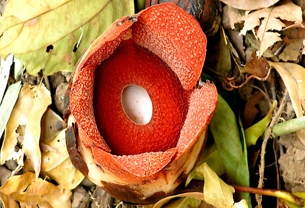 Rafflesia consueloae