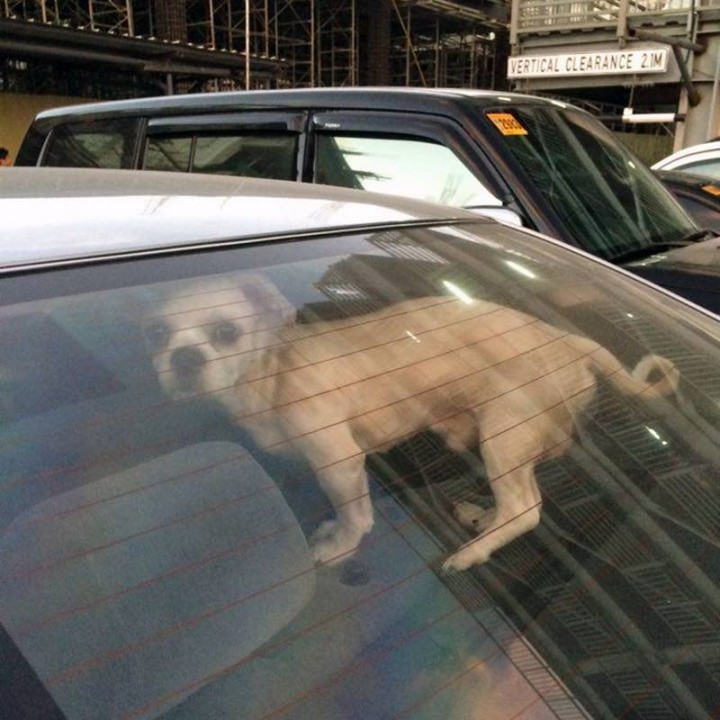 dog left in car
