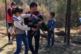 Two Gorgeous Peacocks Die in Hands of Tourists Who Grabbed Them for Pictures China Chinese
