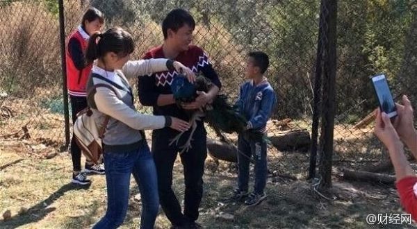 Two Gorgeous Peacocks Die in Hands of Tourists Who Grabbed Them for Pictures China Chinese