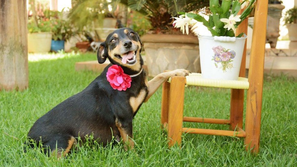 Pregnant Dogs Looks So Happy in Her Maternity Photo Shoots