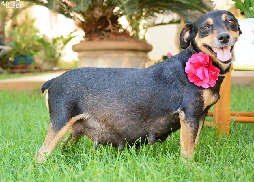 Pregnant Dogs Looks So Happy in Her Maternity Photo Shoots