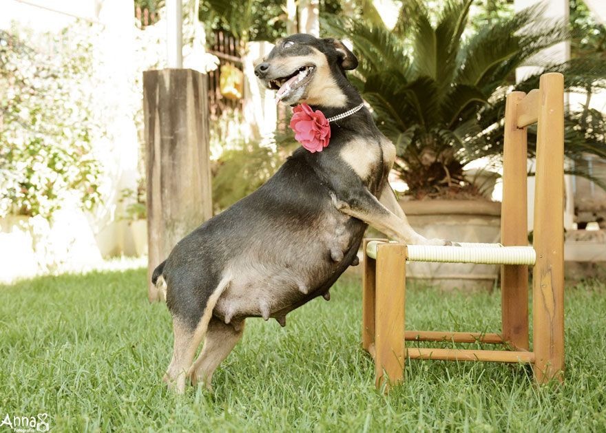 CUTE! Pregnant Dog Looks So Happy in Her Maternity Photo Shoots When