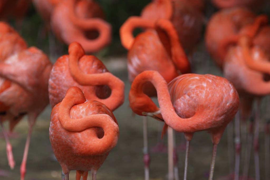 JBP - Greater Flamingoes