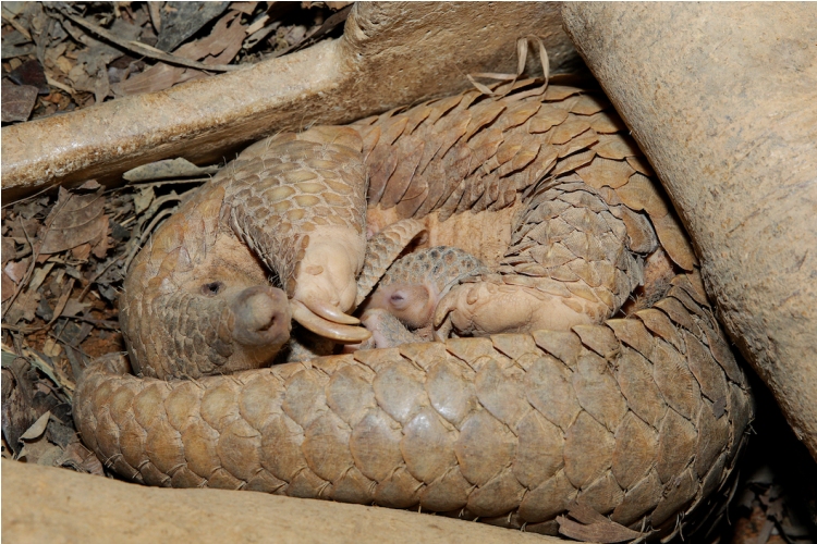 Singapore Wildlife Parks Feature Cutest Master Snoozers Ahead of Holy Week 3 singapore wildlife parks
