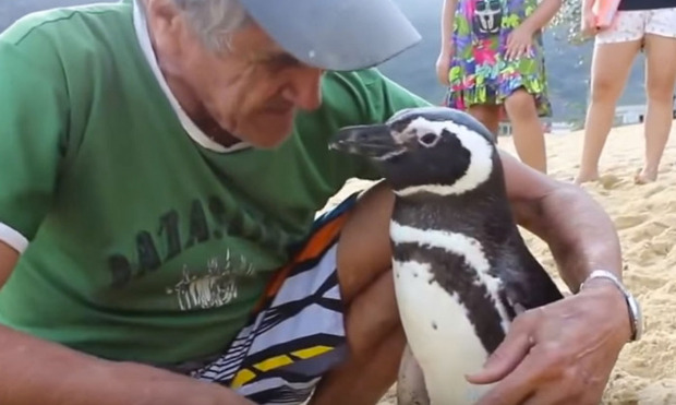 Penguin Swims 5000 Miles to See the Man Who Saved His Life 2