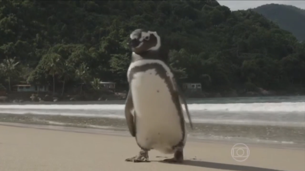 Penguin Swims 5,000 Miles to See the Man Who Saved His Life 3