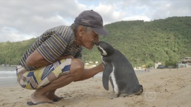Penguin Swims 5,000 Miles to See the Man Who Saved His Life