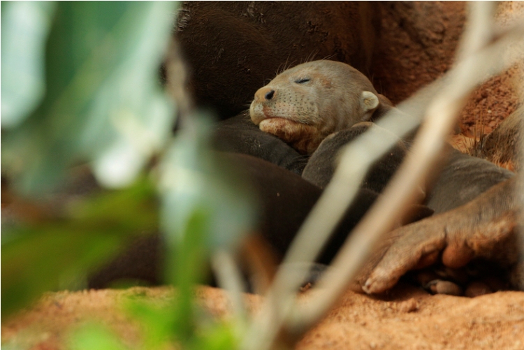 Singapore Wildlife Parks Feature Cutest Master Snoozers Ahead of Holy Week 5 singapore wildlife parks