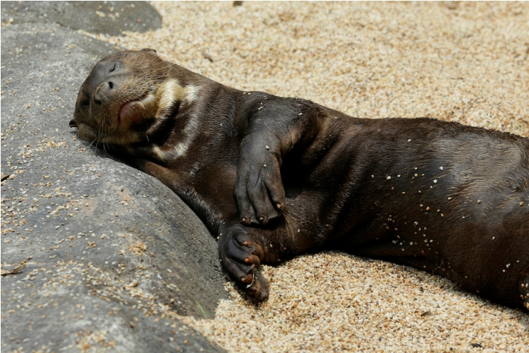 Singapore Wildlife Parks Feature Cutest Master Snoozers Ahead of Holy Week 6 singapore wildlife parks