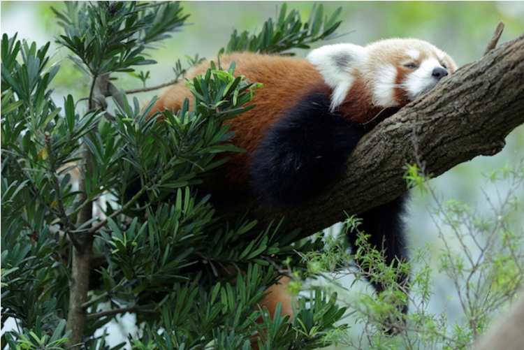 Singapore Wildlife Parks Feature Cutest Master Snoozers Ahead of Holy Week 2 singapore wildlife parks