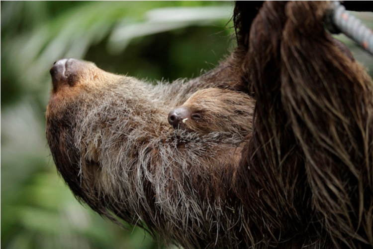 Singapore Wildlife Parks Feature Cutest Master Snoozers Ahead of Holy Week 4 singapore wildlife parks