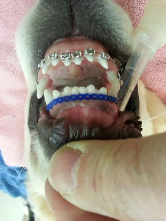 Wesley puppy dog braces