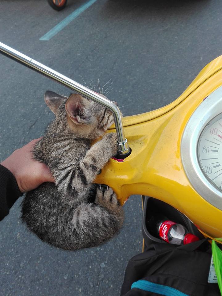 cat saved by motorist