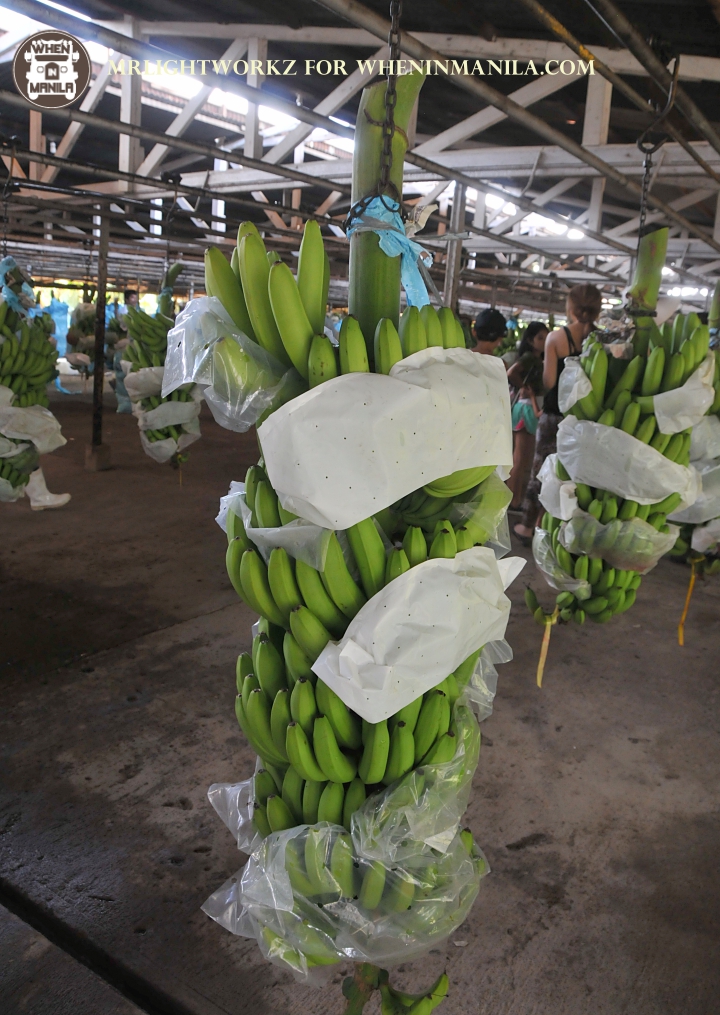 Banana Beach Tour