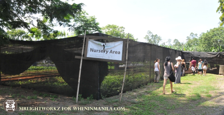 Banana Plantaiton Nursery