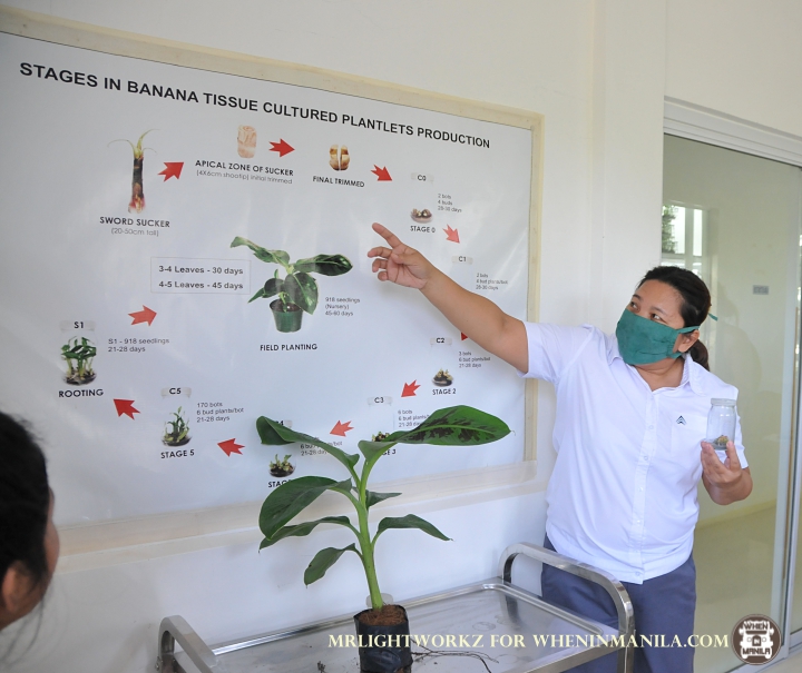 Banana Plantation Tour Tagum