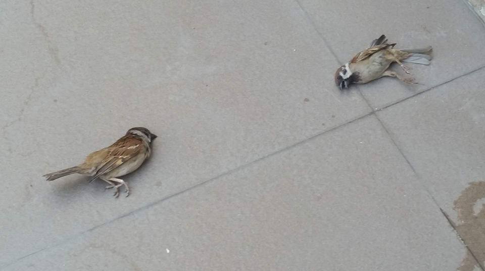 READ Netizen Urges People to Care for Animals This Summer