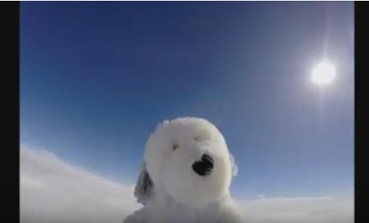 Samthedog