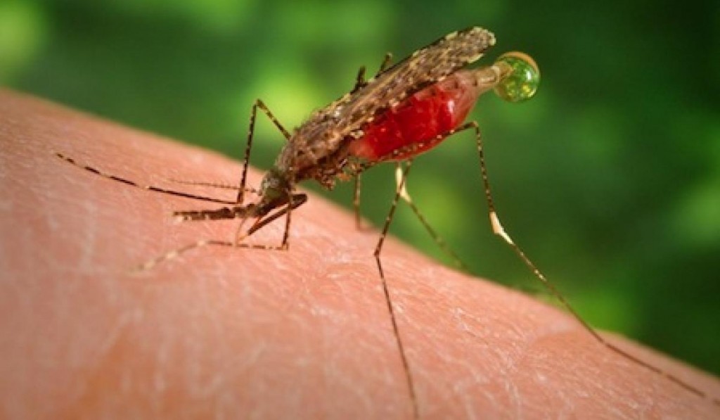 anophelesvdirus mosquito malaria