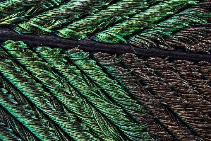 peacock feathers 3