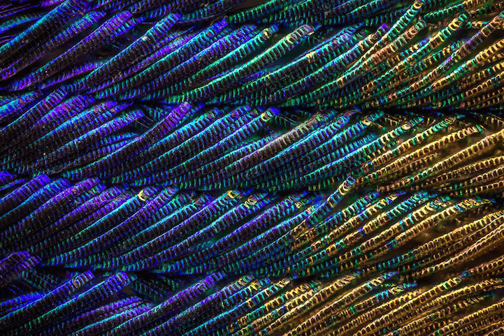 peacock feathers