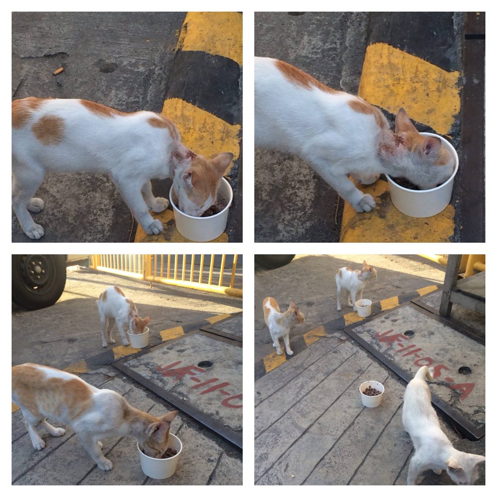 policeman feeding cats