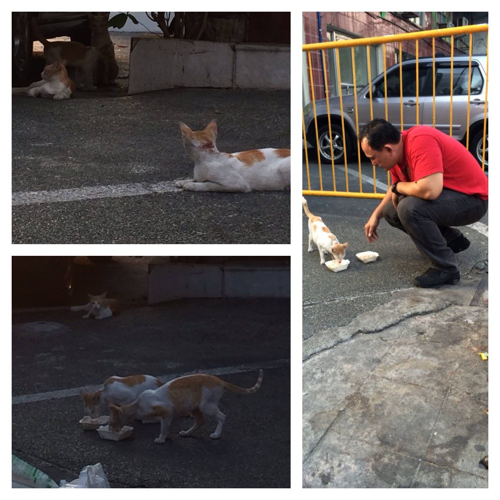 policeman feeds cats