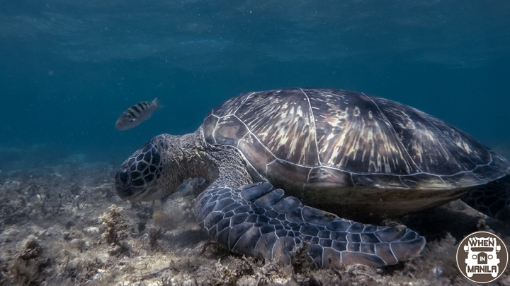 Disconnect Palawan Turtle 1