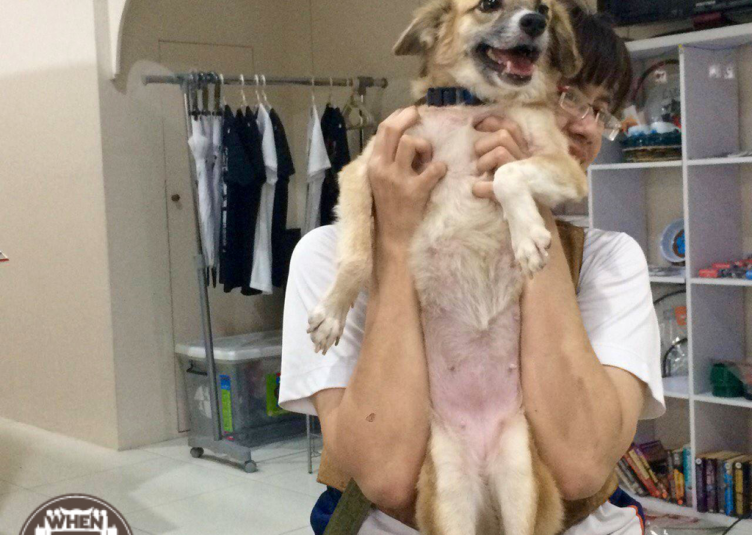 Michiko - animal rescue in manila philippines, dog for adoption