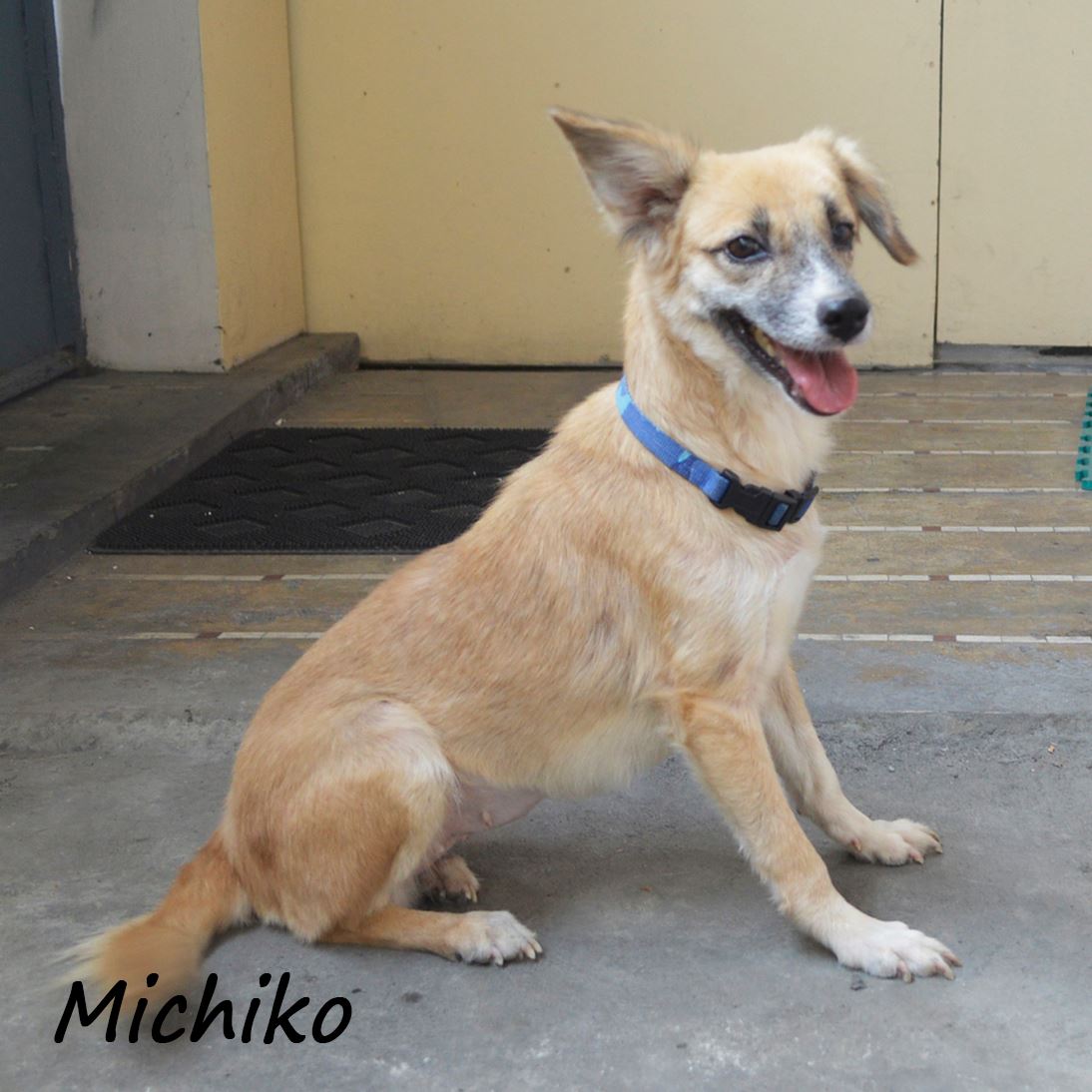 Michiko - animal rescue in manila philippines, dog for adoption 