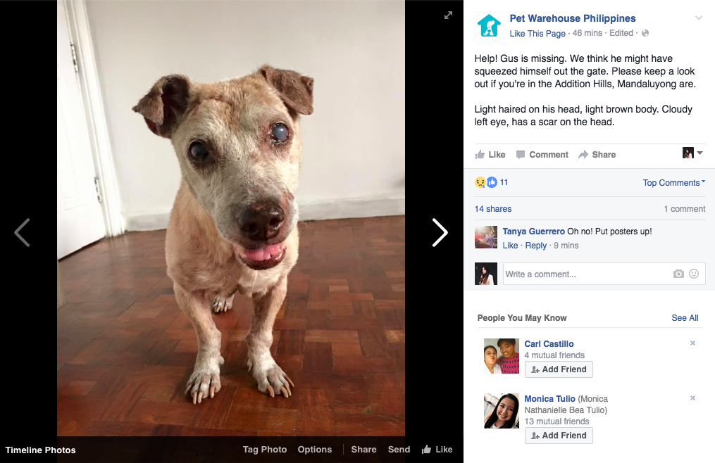 missing dog Gus