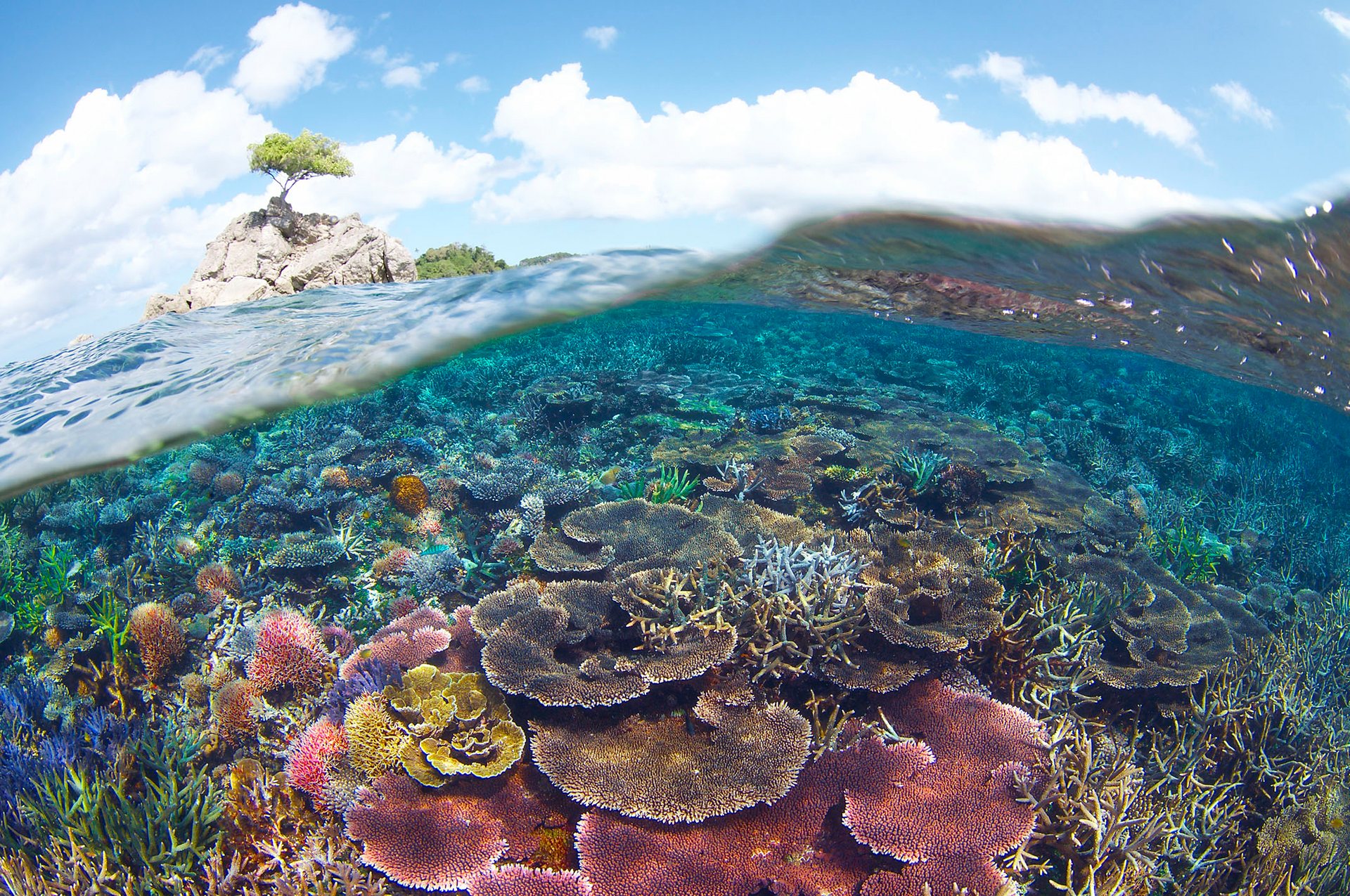 LOOK Malaysia Now Has a 1-Million Hectare Marine Park