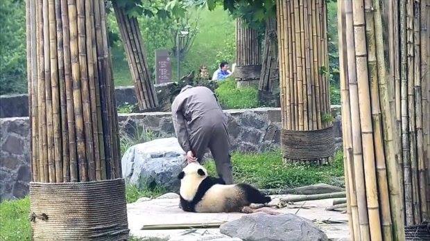 Panda (1)