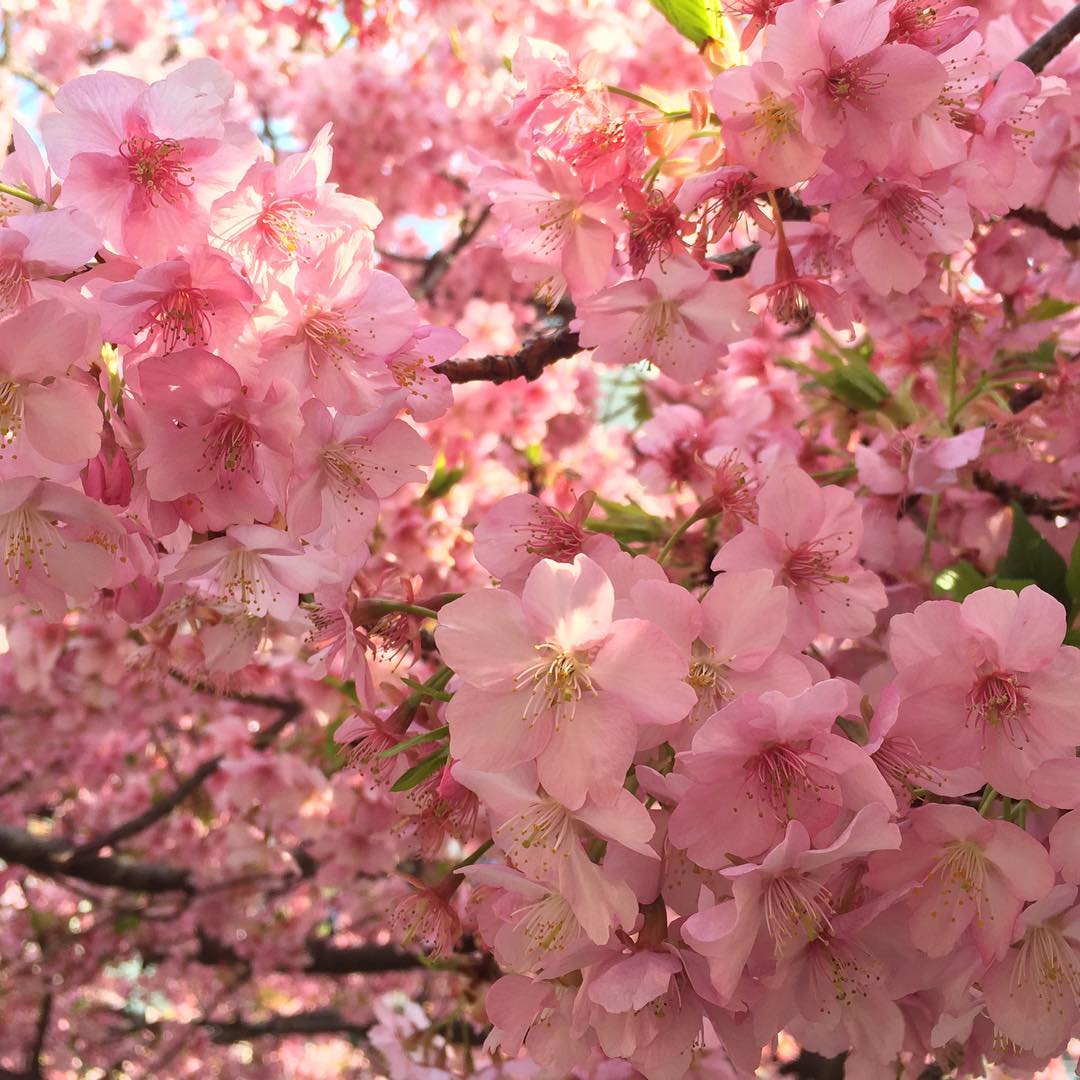 Soon, No Need to Go to Japan for Sakura? First Cherry Blossom Park in
