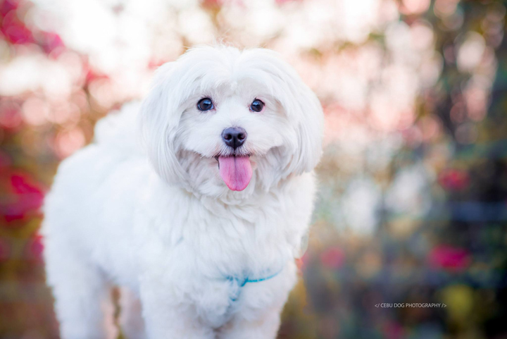 Say Cheese! 5 Pet Photographers in the Philippines 2 Say-Cheese-5-Pet-Photographers-in-the-PH-10