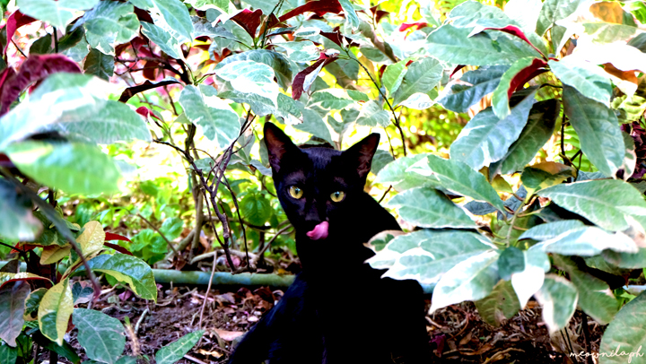 Say Cheese! 5 Pet Photographers in the Philippines 4 Say-Cheese-5-Pet-Photographers-in-the-PH-13