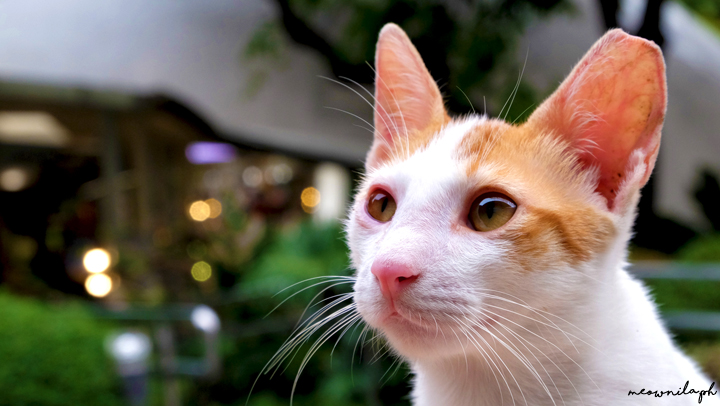 Say Cheese! 5 Pet Photographers in the Philippines 3 Say-Cheese-5-Pet-Photographers-in-the-PH-15