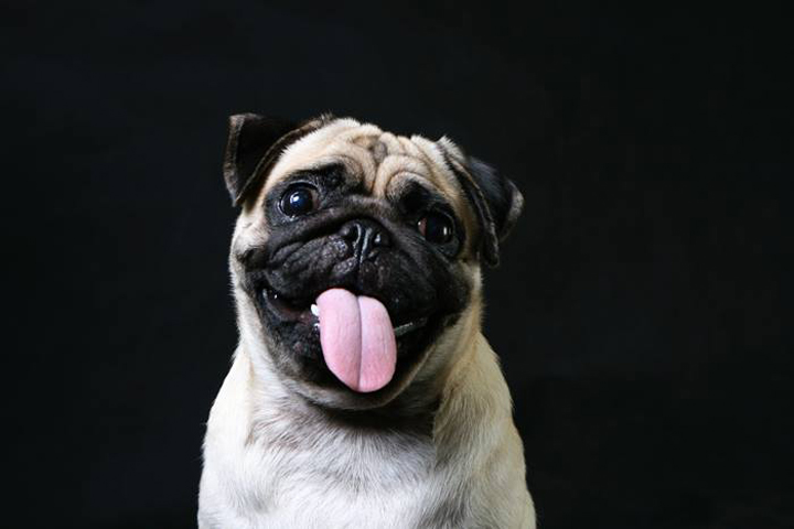 Say Cheese! 5 Pet Photographers in the Philippines 10 Say-Cheese-5-Pet-Photographers-in-the-PH-7